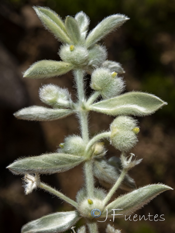 Mercurialis tomentosai.13