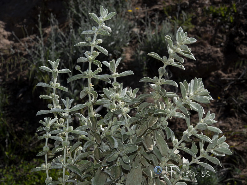 Mercurialis tomentosai.14