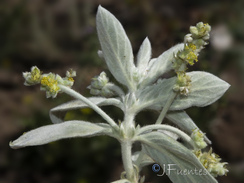Mercurialis tomentosai.16