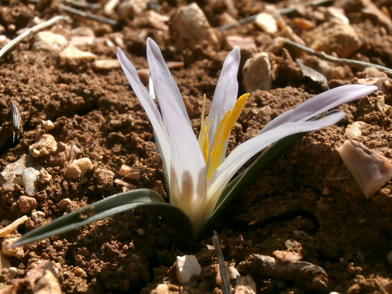 Merendera androcymbioides.01