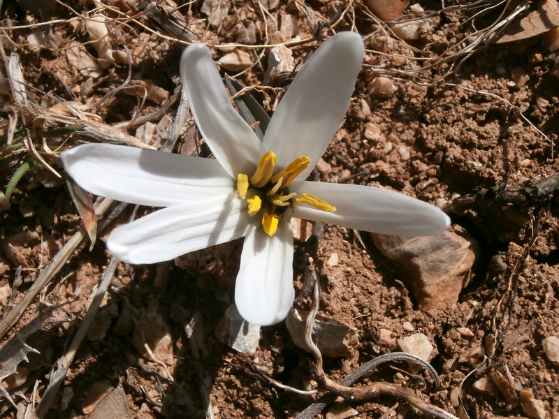 Merendera androcymbioides.11