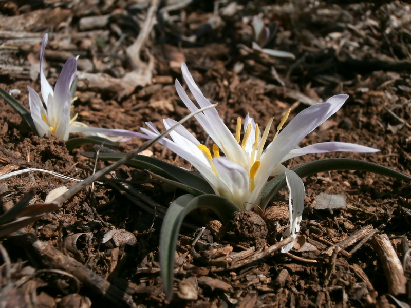 Merendera androcymbioides.17