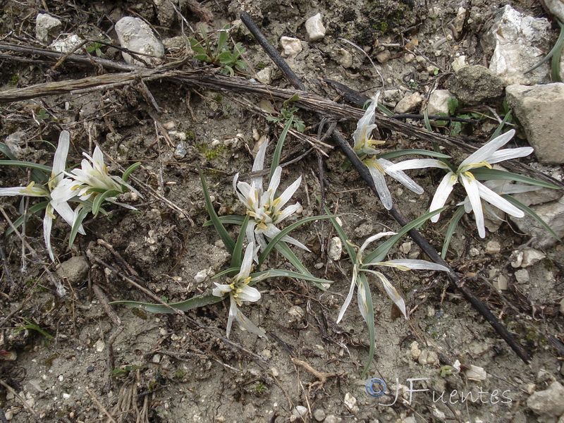 Merendera androcymbioides.19