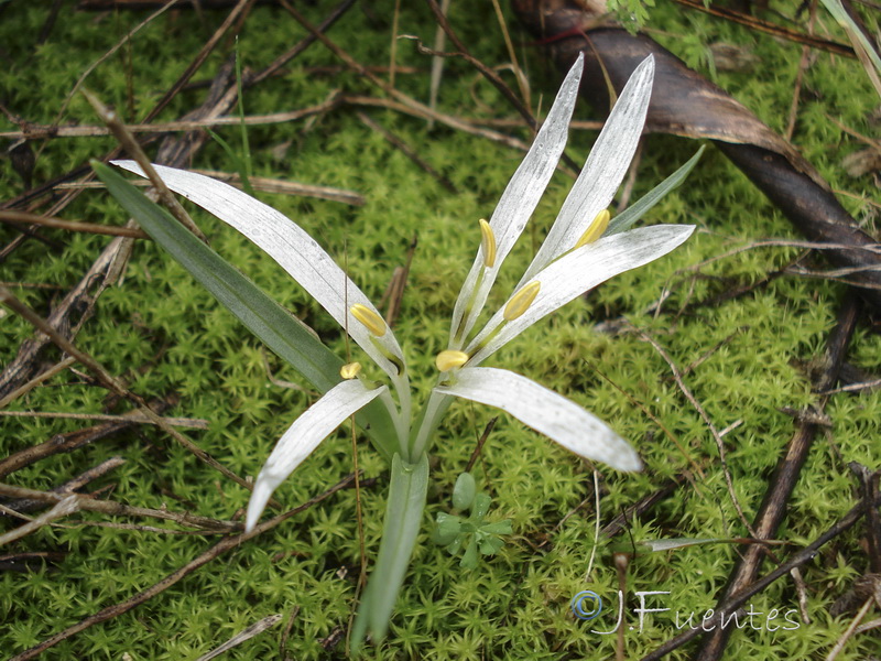 Merendera androcymbioides.20