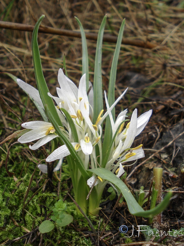 Merendera androcymbioides.22