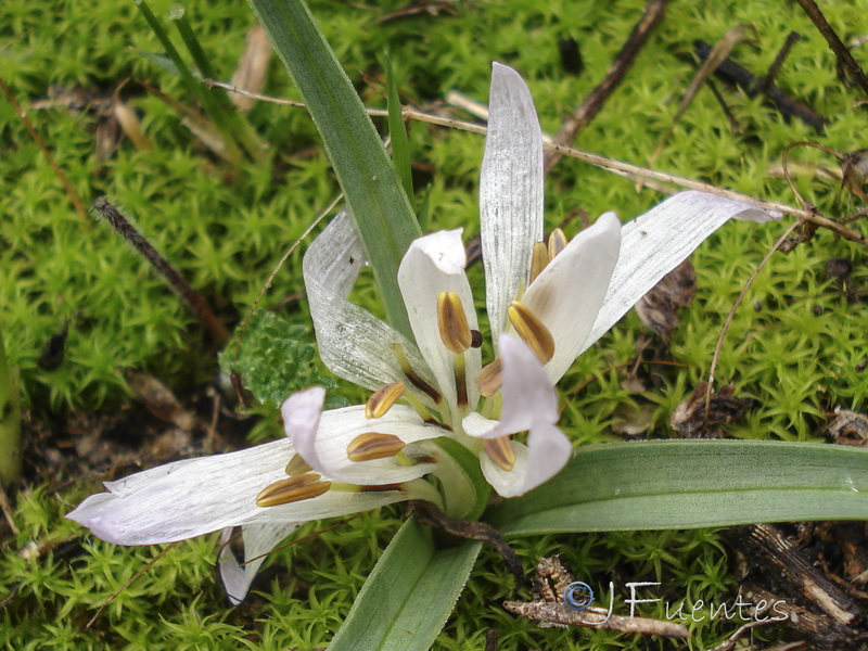 Merendera androcymbioides.23