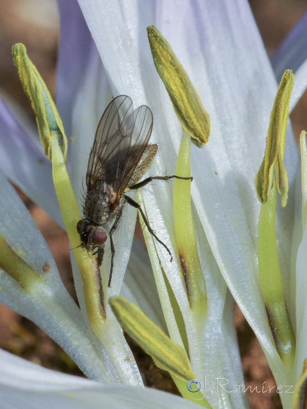 Merendera androcymbioides.39