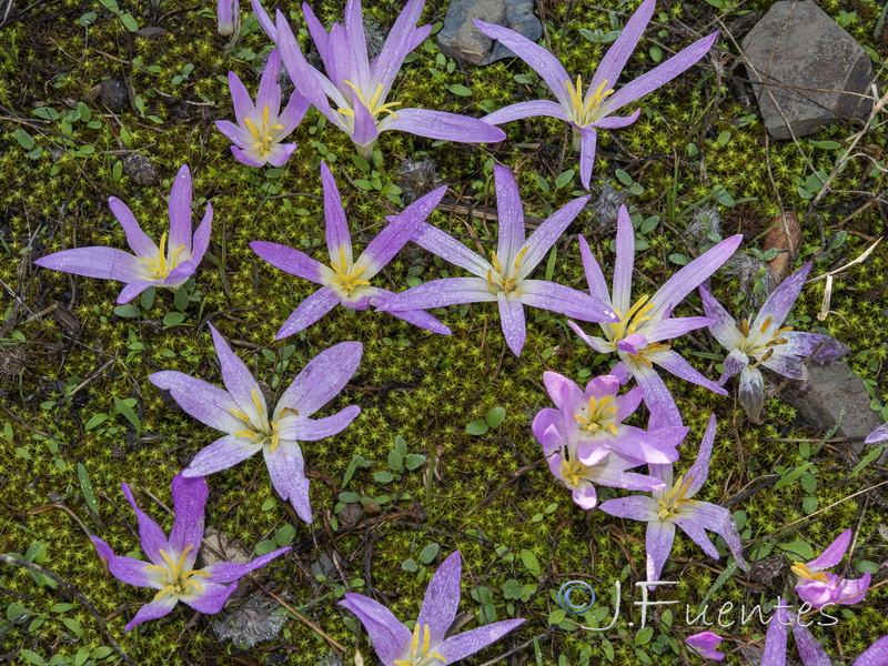 Merendera filifolia.01