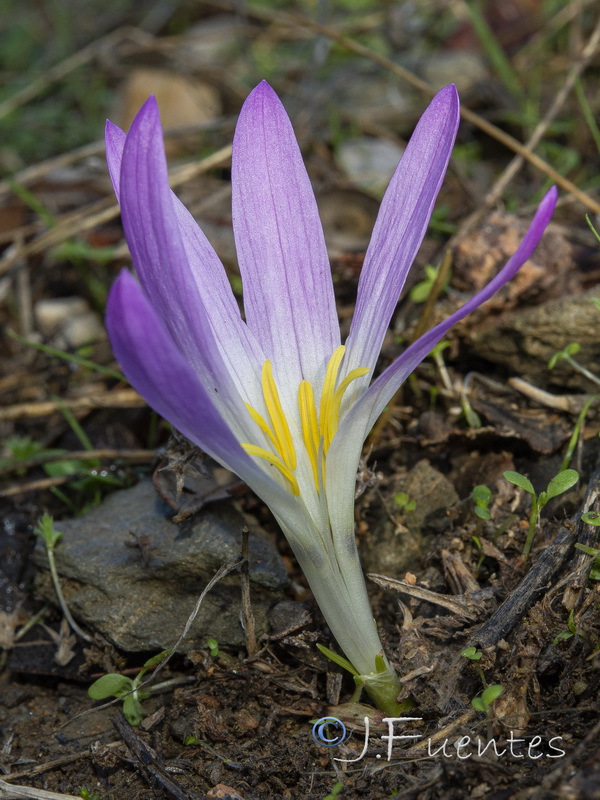 Merendera filifolia.02