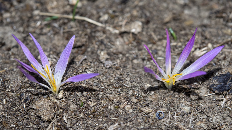 Merendera filifolia.05