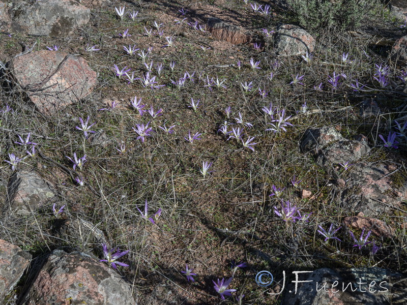 Merendera filifolia.07
