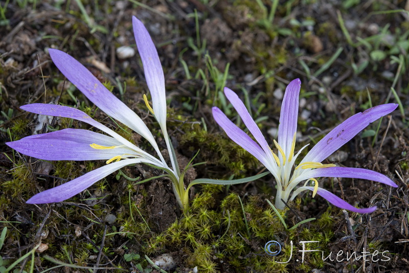Merendera filifolia.03
