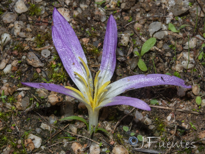 Merendera filifolia.06