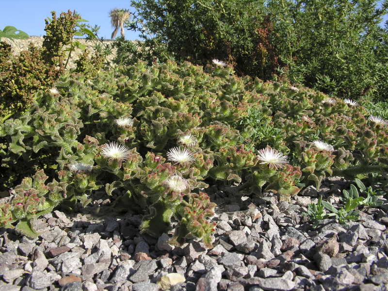 Mesembryanthemum crystallinum.07