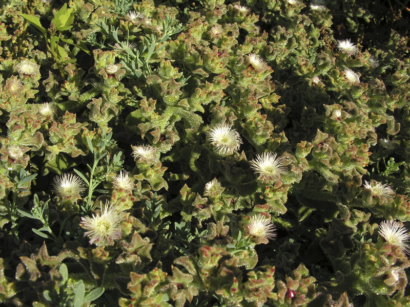 Mesembryanthemum crystallinum.08