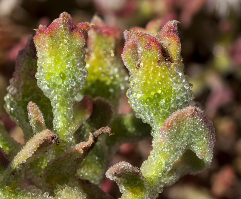 Mesembryanthemum crystallinum.09