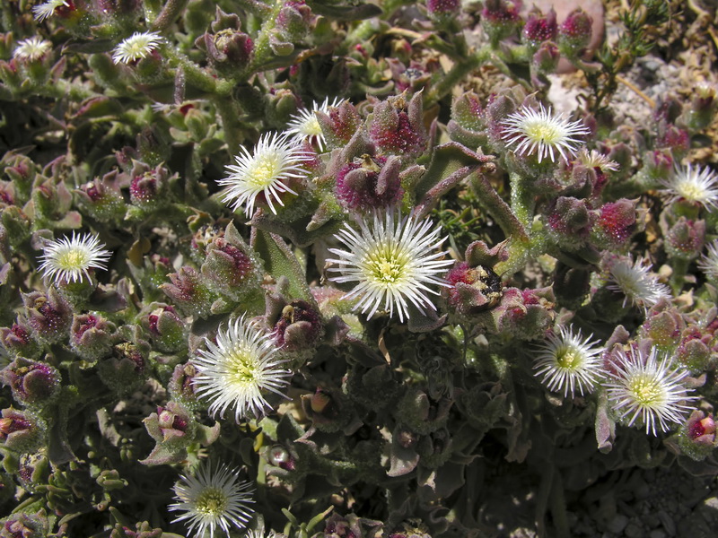 Mesembryanthemum crystallinum.14