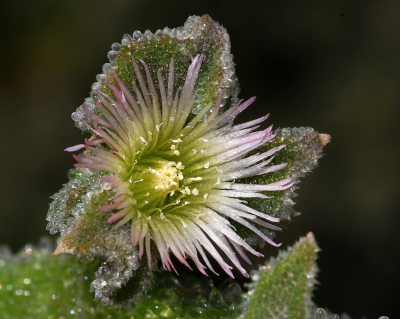 Mesembryanthemum crystallinum.19