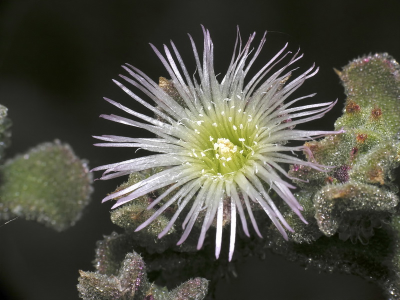 Mesembryanthemum crystallinum.22