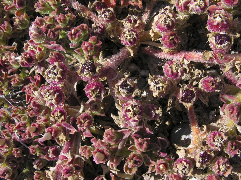 Mesembryanthemum crystallinum.26