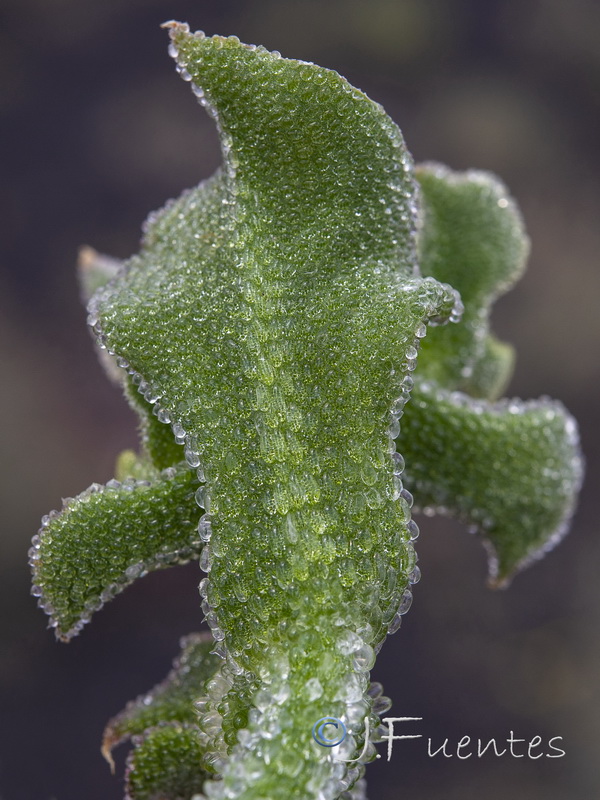 Mesembryanthemum crystallinum.30