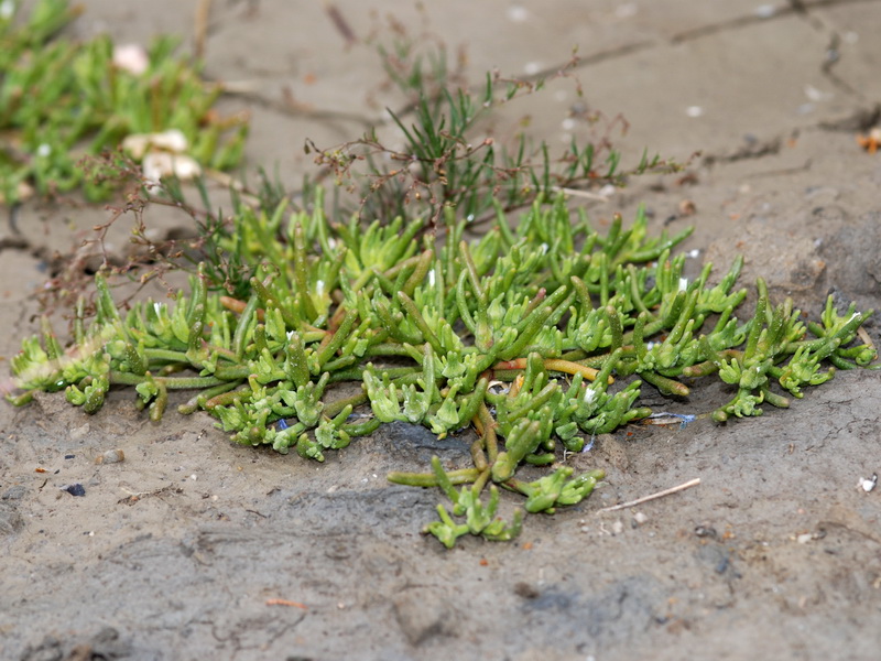 Mesembryanthemum nodiflorum.02
