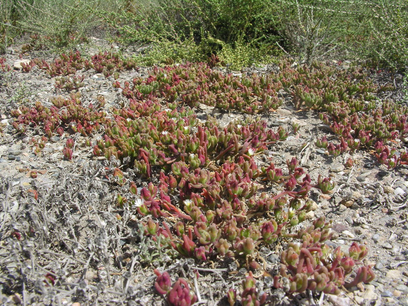 Mesembryanthemum nodiflorum.03