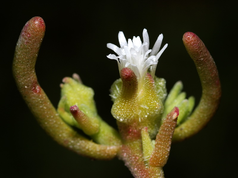 Mesembryanthemum nodiflorum.09