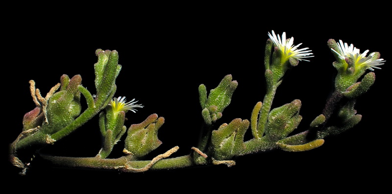 Mesembryanthemum nodiflorum.14
