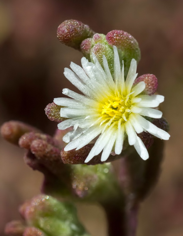 Mesembryanthemum nodiflorum.17