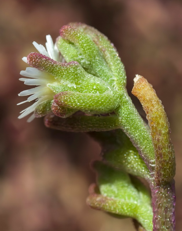 Mesembryanthemum nodiflorum.18