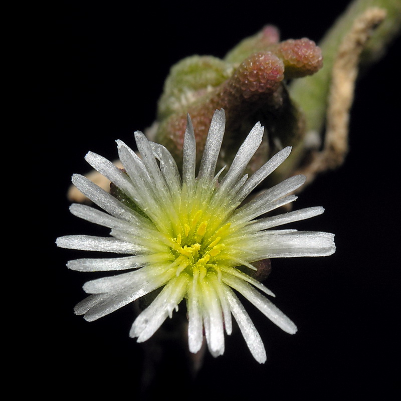 Mesembryanthemum nodiflorum.21