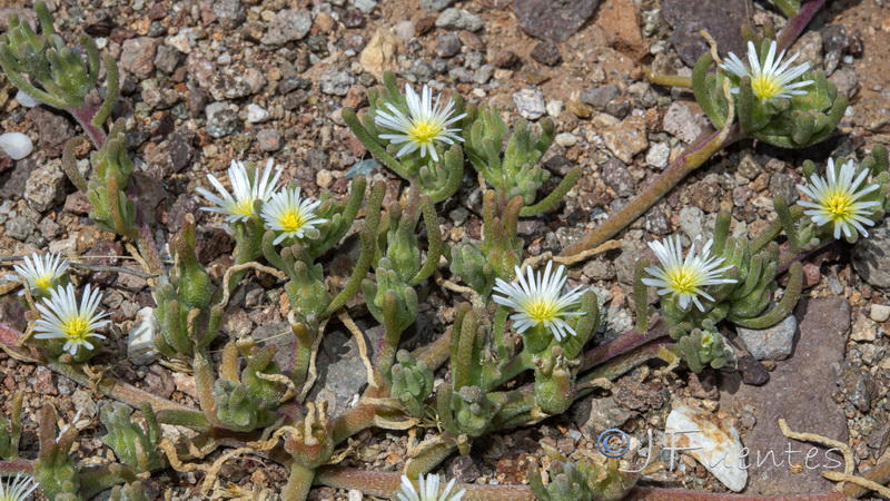 Mesembryanthemum nodiflorum.26