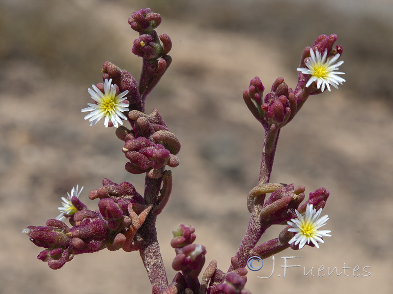 Mesembryanthemum nodiflorum.29