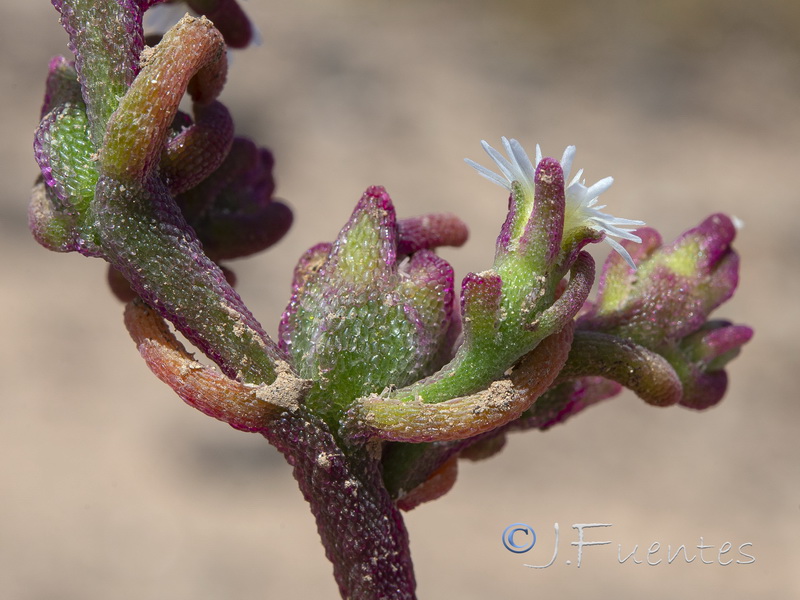 Mesembryanthemum nodiflorum.30