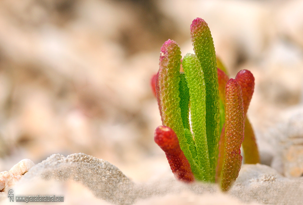 Mesenbryanthemum nodiflorum