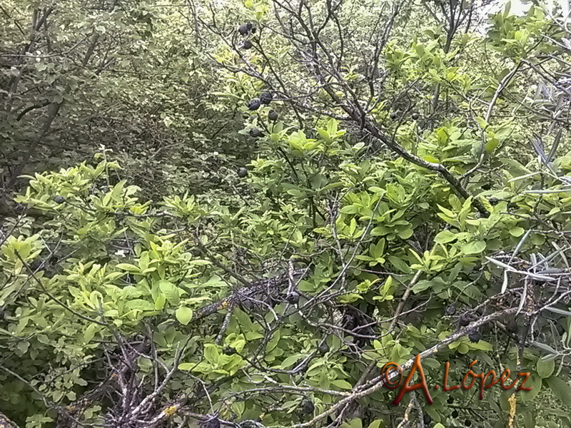 Mespilus germanica.01