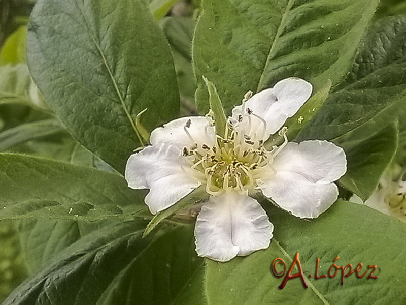 Mespilus germanica.06