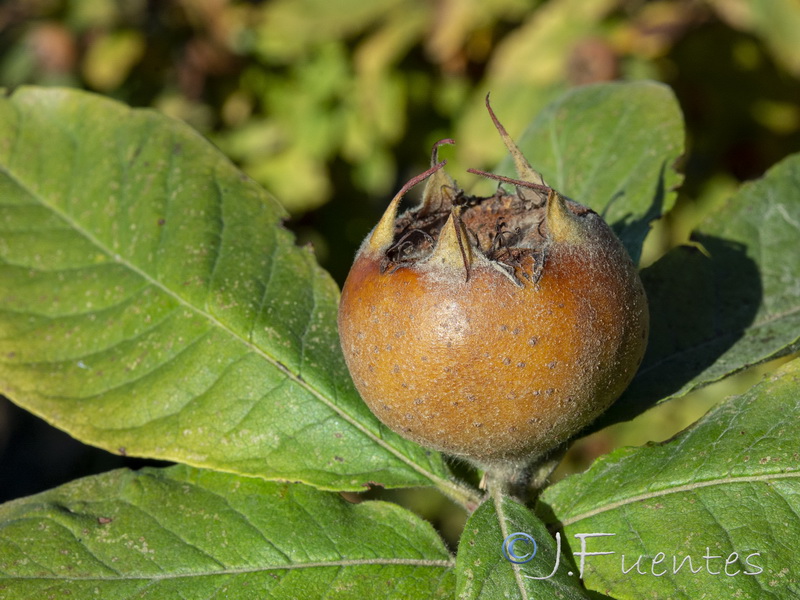 Mespilus germanica.08