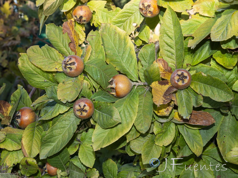 Mespilus germanica.07