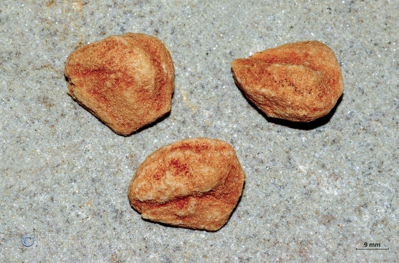 Mespilus germanica.16