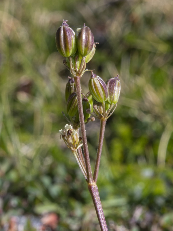Meum athamanticum.30