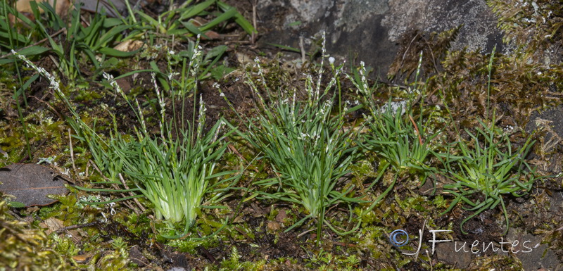 Mibora minima.01