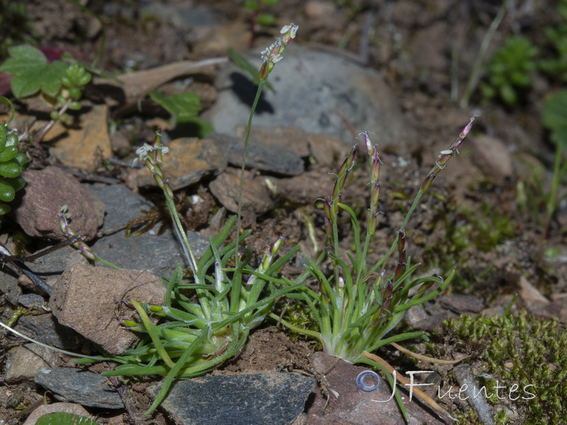 Mibora minima.02