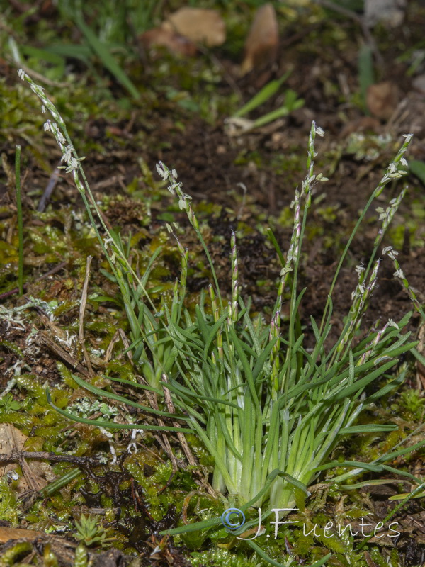 Mibora minima.03