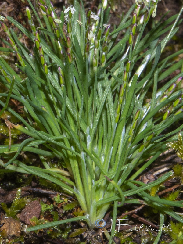 Mibora minima.04