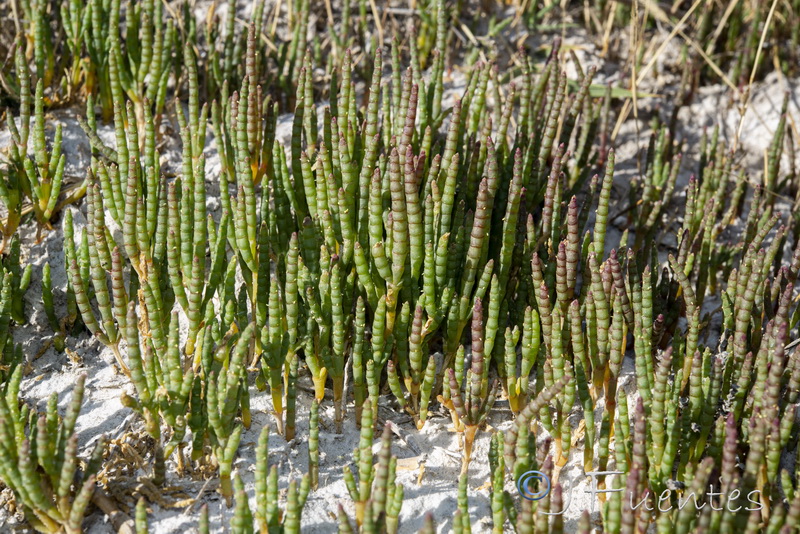 Microcnemum coralloides coralloides.02