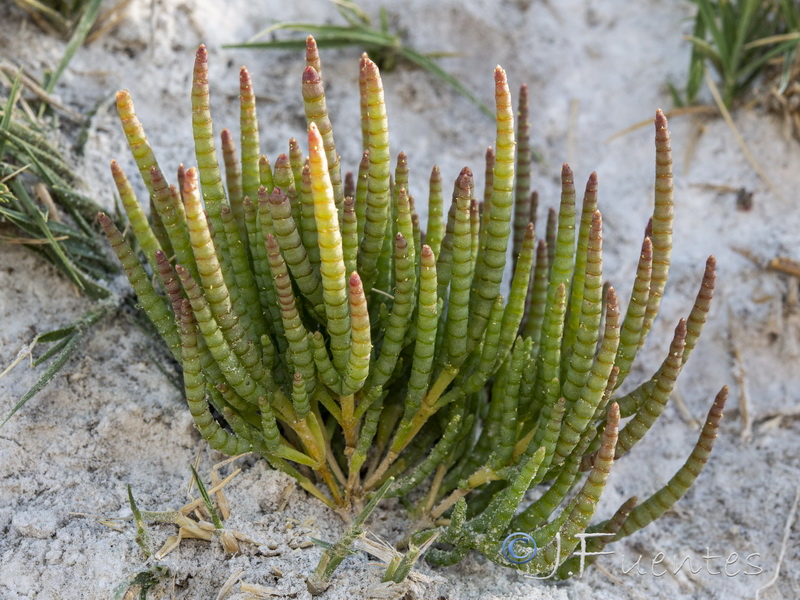 Microcnemum coralloides coralloides.15