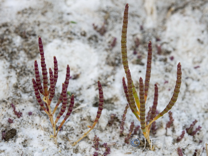 Microcnemum coralloides coralloides.18