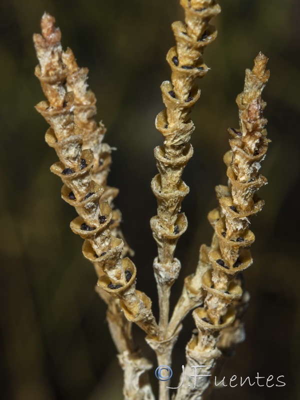 Microcnemum coralloides coralloides.21